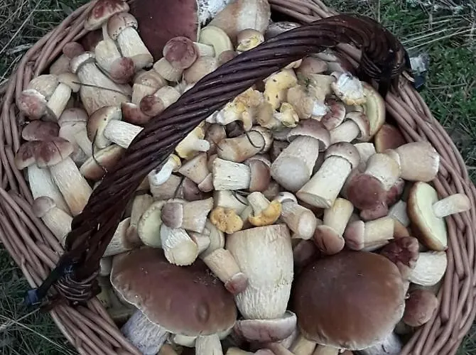 Gawryś Gospodarstwo agroturystyczne